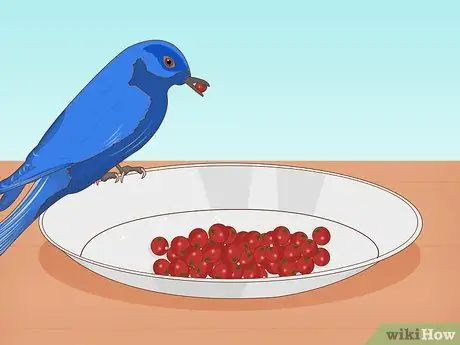 Привлечение восточных синих птиц, шаг 14