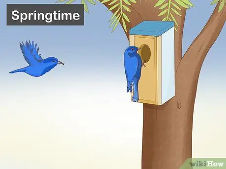 Привлечение восточных синих птиц, шаг 4