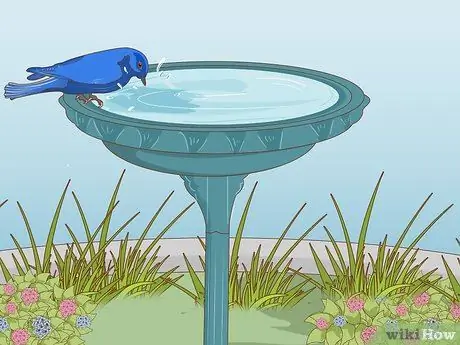 Привлечение восточных синих птиц Шаг 8