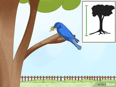 Привлечение восточных синих птиц Шаг 9