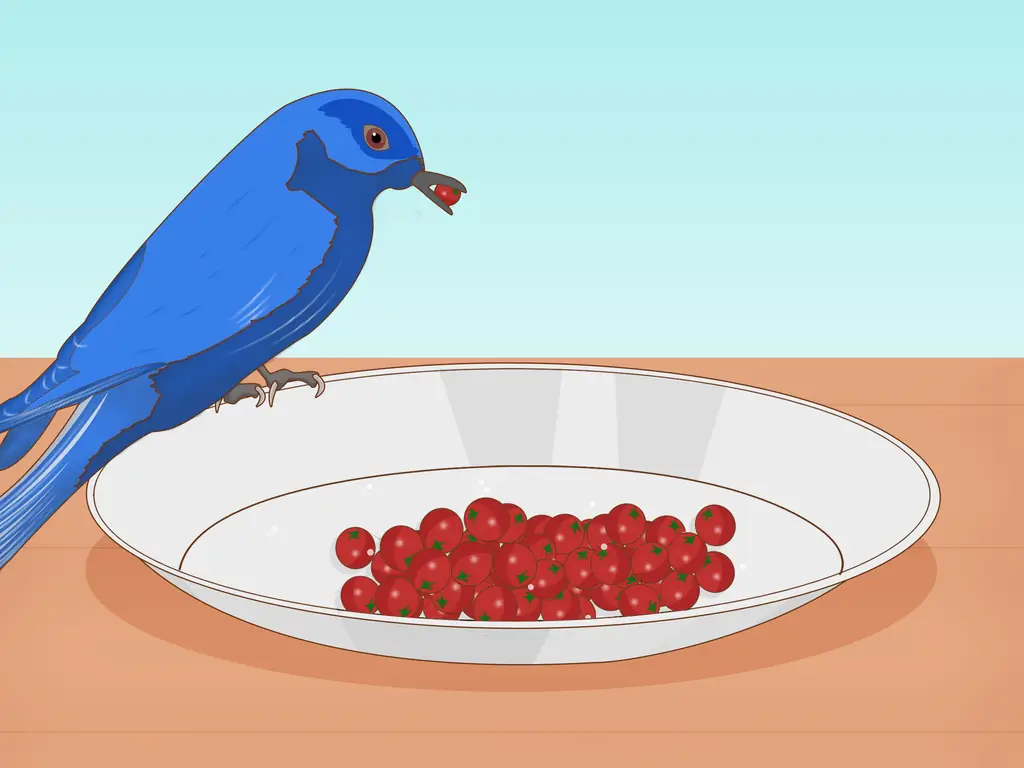 Как привлечь восточных синих птиц: 14 шагов (с иллюстрациями)