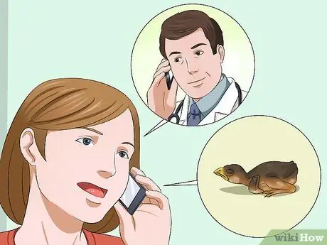 Приготовьте корм для птенцов для птенцов, шаг 10