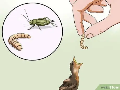 Приготовьте аварийный корм для птенцов, шаг 3