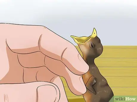 Приготовьте корм для птенцов для птенцов, шаг 6