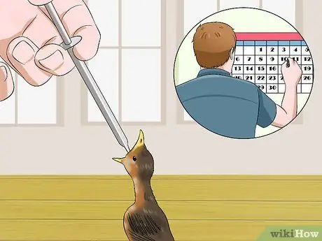 Приготовьте корм для птенцов для птенцов, шаг 8