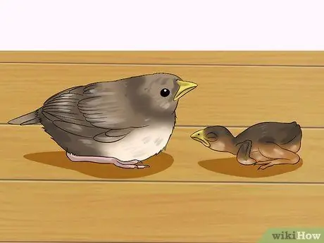 Приготовьте корм для птенцов для птенцов, шаг 9