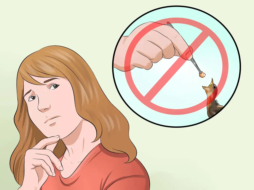 Как приготовить корм для птенцов для птенцов: 11 шагов (с иллюстрациями)