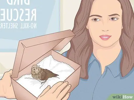 Помогите птице со сломанным крылом Шаг 12
