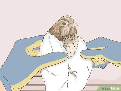 Помогите птице со сломанным крылом Шаг 4