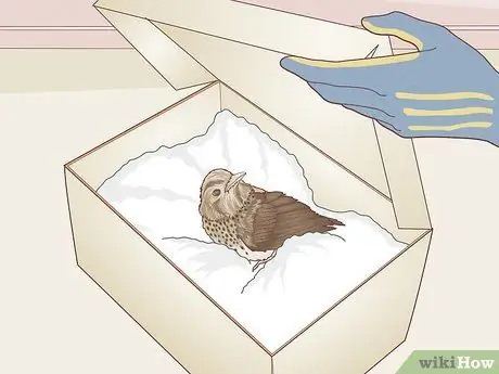 Помогите птице со сломанным крылом Шаг 5