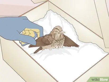 Помогите птице со сломанным крылом Шаг 9