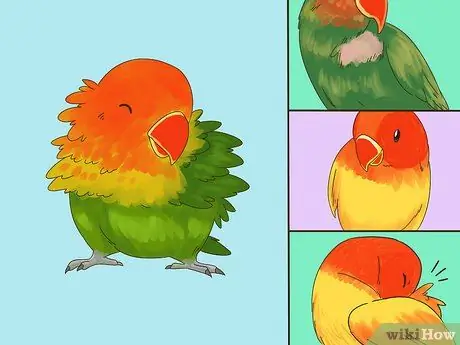 Выявление признаков болезни у неразлучников Шаг 1