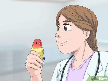 Выявление признаков болезни у неразлучников Шаг 12