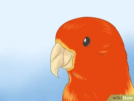 Выявление признаков болезни у влюбленных, шаг 2