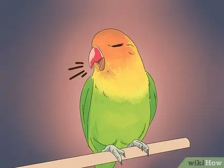 Выявление признаков болезни у неразлучников Шаг 4