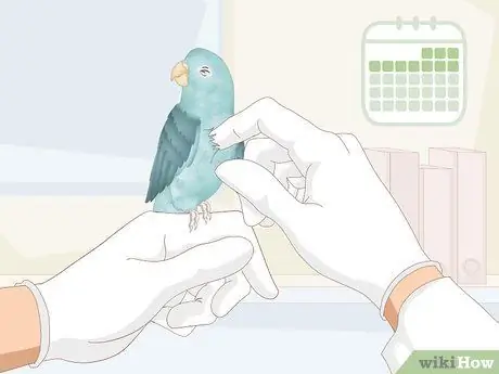 Уход за больной домашней птицей в домашних условиях Шаг 11