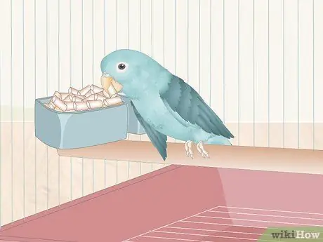 Уход за больной домашней птицей в домашних условиях Шаг 5