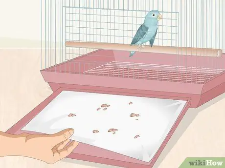 Уход за больной домашней птицей в домашних условиях Шаг 7