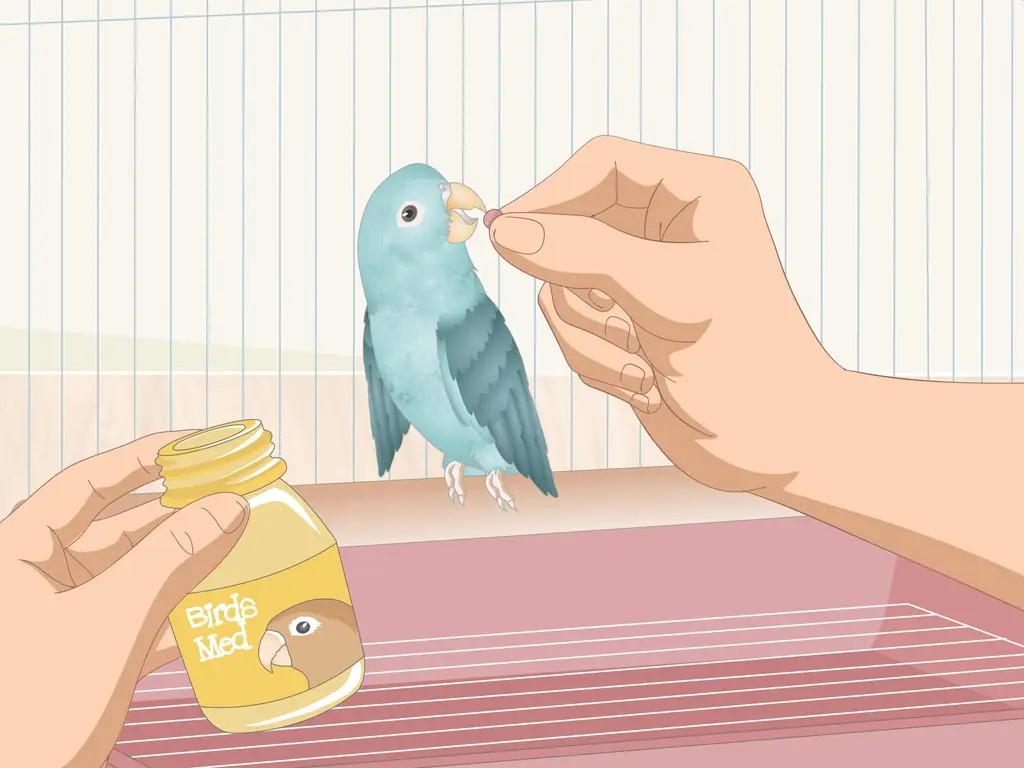 3 способа ухода за больной домашней птицей в домашних условиях