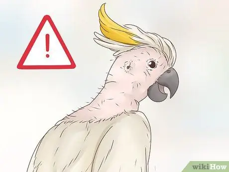 Вылечить болезнь клюва и пера пситтацина у какаду Шаг 1