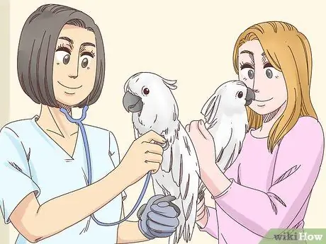 Вылечить болезнь клюва и пера пситтацина у какаду Шаг 11