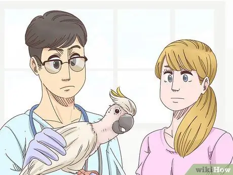 Вылечить болезнь клюва и пера пситтацина у какаду Шаг 2