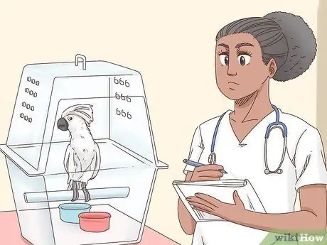 Вылечить болезнь клюва и пера пситтацина у какаду Шаг 8