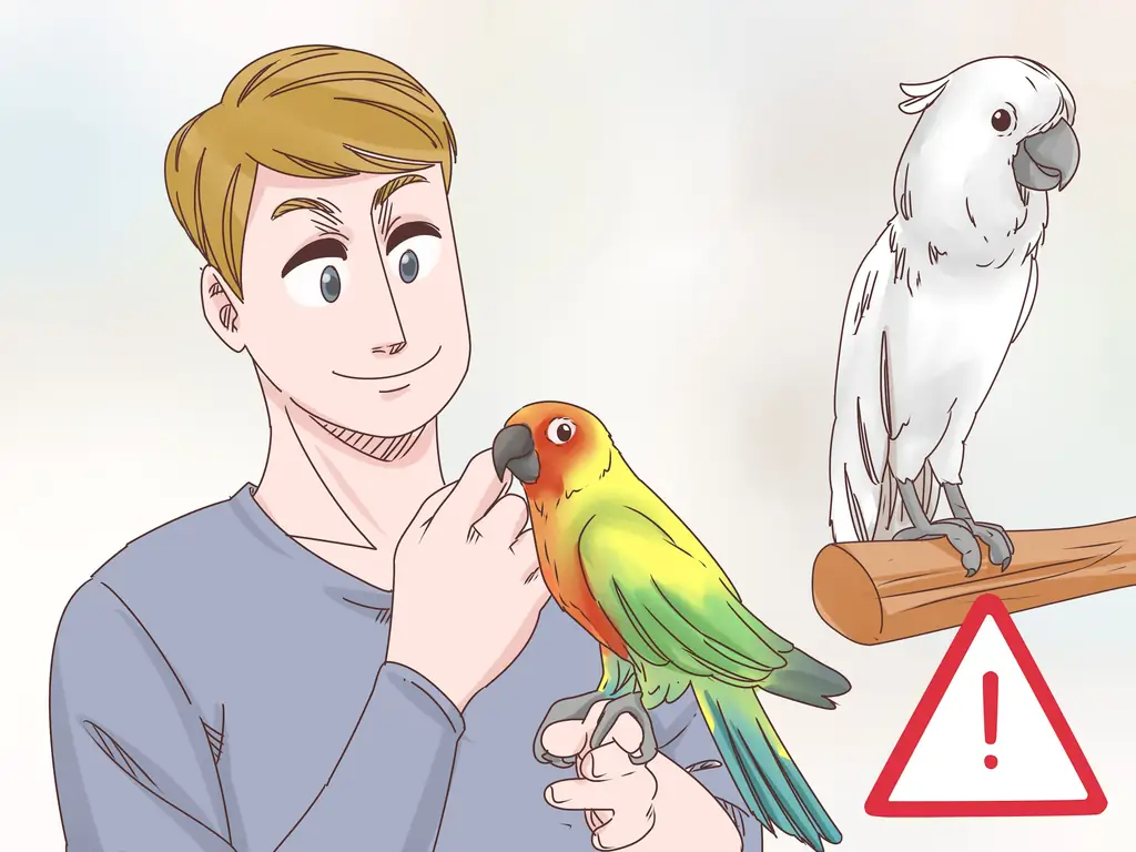 Три способа лечения болезни клюва и пера пситтацина у какаду