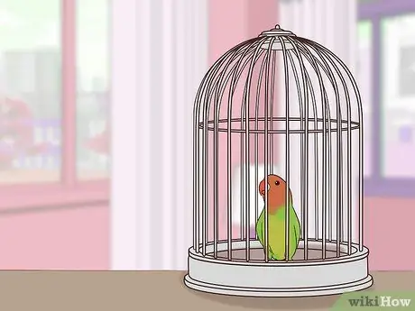 Лечить диарею у неразлучников Шаг 11