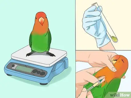 Лечить диарею у неразлучников Шаг 12