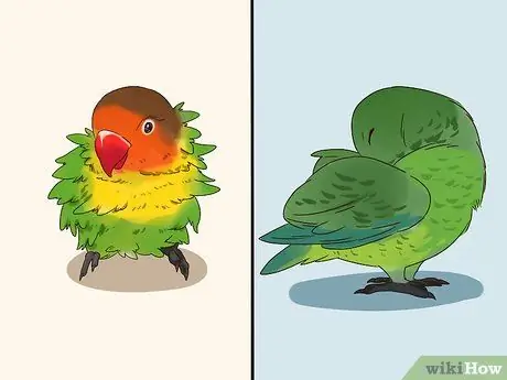 Лечить диарею у неразлучников, шаг 2