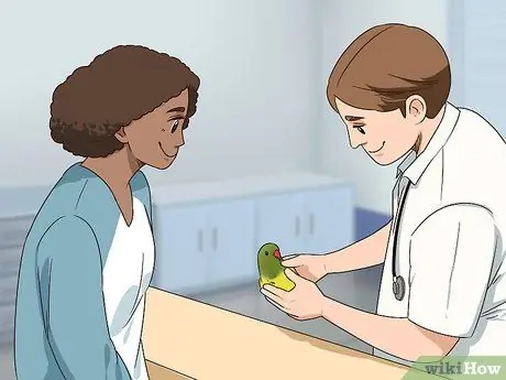 Лечить диарею у неразлучников, шаг 3