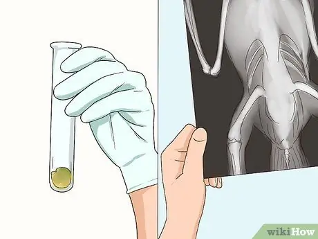 Лечить диарею у неразлучников Шаг 5