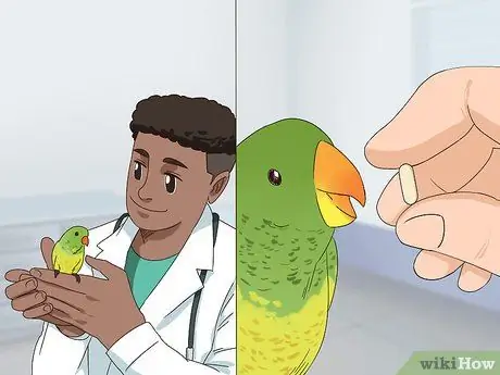 Лечить диарею у неразлучников Шаг 6