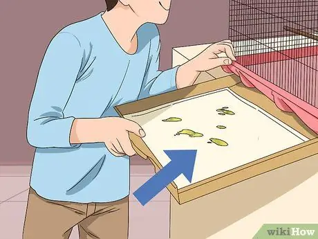 Лечить диарею у неразлучников Шаг 8