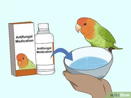 Лечить диарею у неразлучников Шаг 9