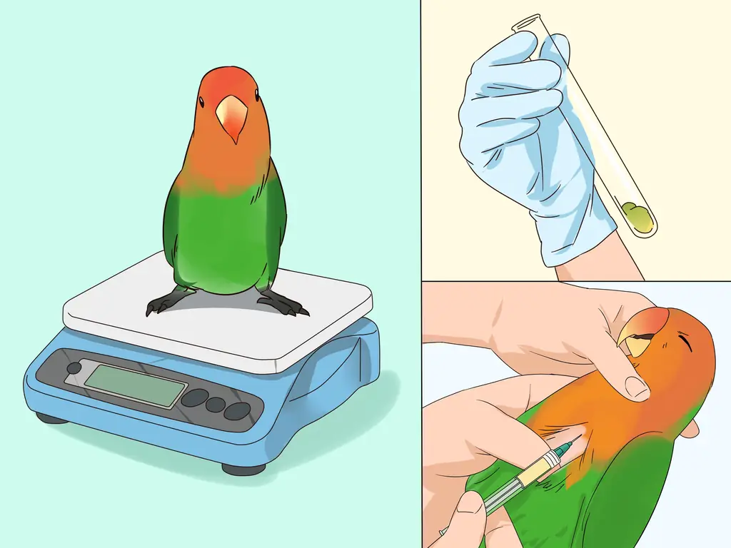 3 способа лечения диареи у неразлучников