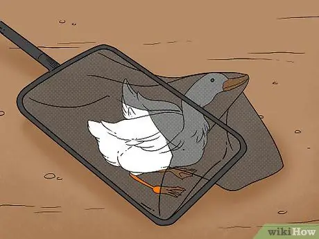 Поймать утку Шаг 4