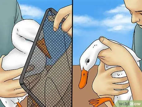 Поймать утку Шаг 5