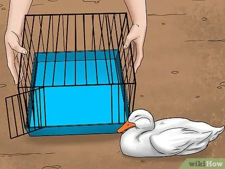 Поймать утку Шаг 8