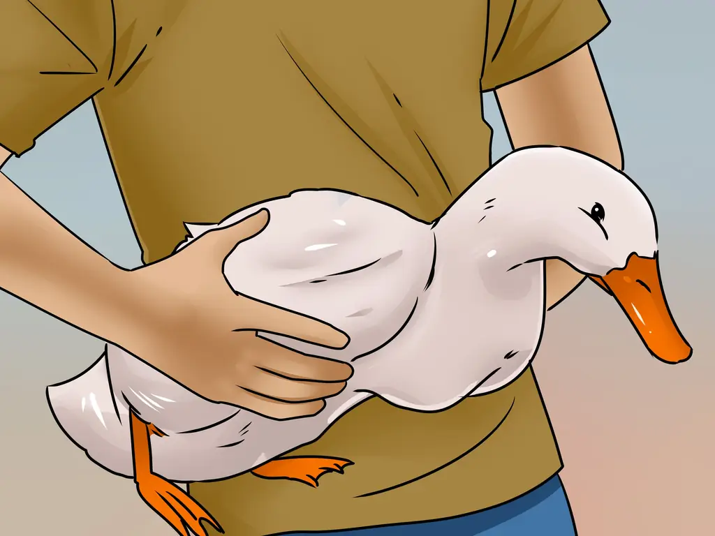 3 способа поймать утку