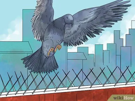 Ловушка для голубей, шаг 3