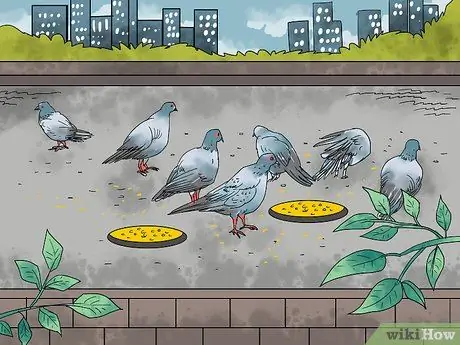 Ловушка для голубей, шаг 6