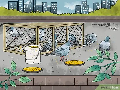 Ловушка для голубей, шаг 7