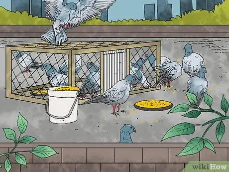 Ловушка для голубей Шаг 8