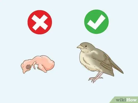 Помогите упавшему птенцу Шаг 1