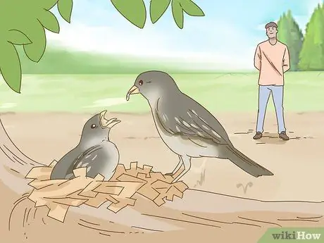 Помогите упавшему птенцу Шаг 2