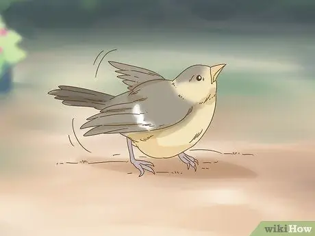 Помогите упавшему птенцу Шаг 3