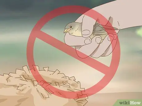 Помогите упавшему птенцу Шаг 4