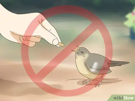 Помогите упавшему птенцу Шаг 5